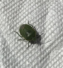 Thyanta pallidovirens