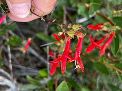 Penstemon rostriflorus