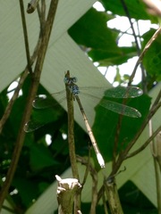 Lestes sigma