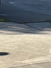 Tamiasciurus hudsonicus