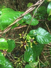 Gonolobus suberosus suberosus