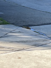 Tamiasciurus hudsonicus