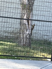 Tamiasciurus hudsonicus