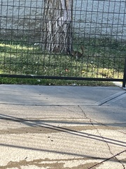 Tamiasciurus hudsonicus