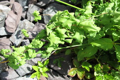 Lygodium palmatum image