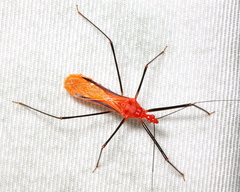 Ricolla quadrispinosa