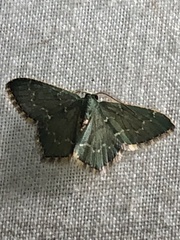 Image of Chloropteryx languescens