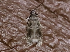 Olethreutes appendiceum