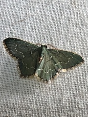 Chloropteryx languescens