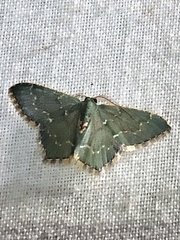 Chloropteryx languescens