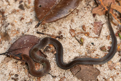 Erythrolamprus pygmaeus