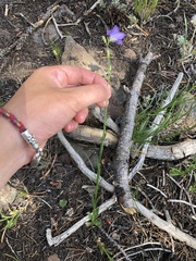 Campanula lasiocarpa