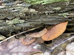 Tricholomopsis formosa