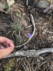 Campanula lasiocarpa