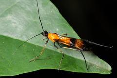 Hiranetis braconiformis