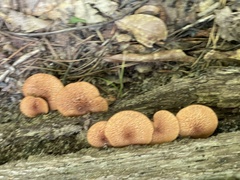 Tricholomopsis formosa