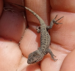 Sceloporus aeneus