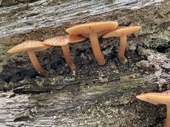 Tricholomopsis formosa