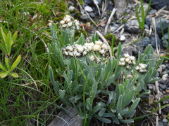 Antennaria lanata