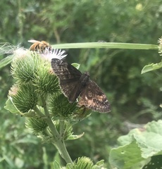 Erynnis lucilius