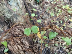Muehlenbeckia complexa grandifolia