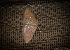 Prorodes mimica