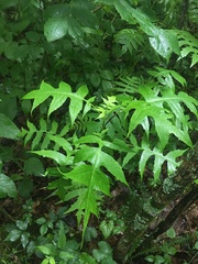 Polymnia laevigata
