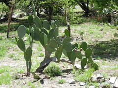 Opuntia