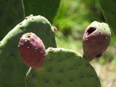 Opuntia