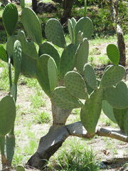 Opuntia