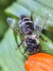Apis mellifera