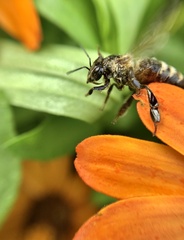 Apis mellifera