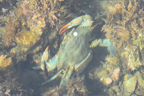Plavi rak (Callinectes sapidus)