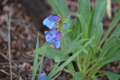 Penstemon virens
