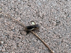 Homalodisca vitripennis