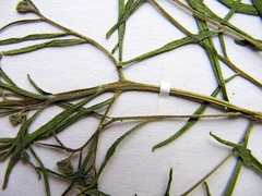 Dontostemon intermedius