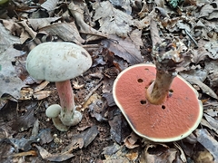 Caloboletus firmus