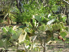 Kalanchoe beharensis