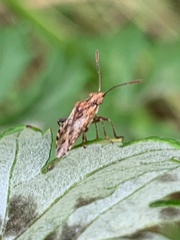 Stictopleurus punctiventris