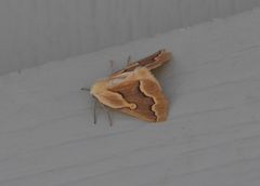 Sabulodes edwardsata