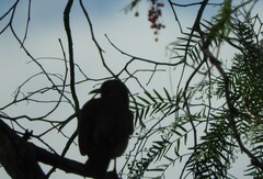 Toxostoma curvirostre