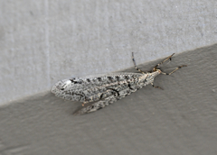 Dendroleon speciosus