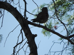 Toxostoma curvirostre