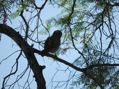 Toxostoma curvirostre