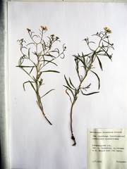 Dontostemon intermedius