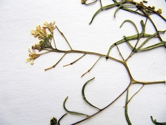 Dontostemon intermedius