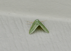 Chlorosea margaretaria