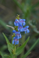 Penstemon glaber