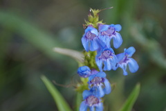 Penstemon glaber