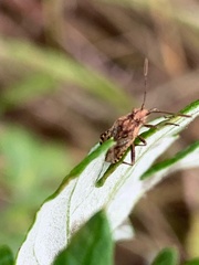 Stictopleurus punctiventris